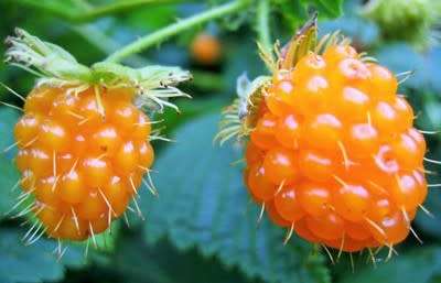 SALMON BERRY -  10 SEEDS   Rubus Spectabilis