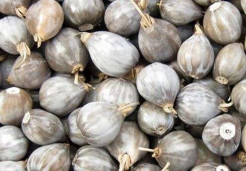 10 SEEDS - ZULU BEAD/ IMFIBINGA - JEWELLERY BEADS - GROW YOUR OWN