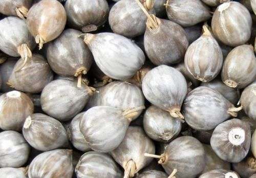 10 SEEDS - ZULU BEAD/ IMFIBINGA - JEWELLERY BEADS - GROW YOUR OWN