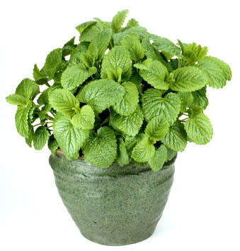 HERBS - LEMON BALM  - 20 SEEDS