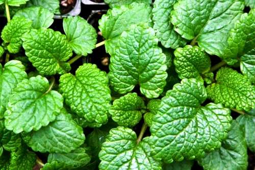 HERBS - LEMON BALM  - 20 SEEDS