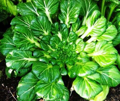 TATSOI - 20 SEEDS - Asian Greens