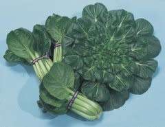 TATSOI - 20 SEEDS - Asian Greens