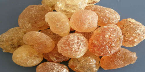 GUM ARABIC TREE / ACASIA SENEGAL/ KHER TREE 10 SEEDS