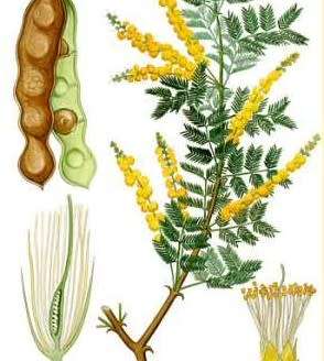 GUM ARABIC TREE / ACASIA SENEGAL/ KHER TREE 10 SEEDS