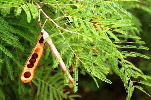GUM ARABIC TREE / ACASIA SENEGAL/ KHER TREE 10 SEEDS