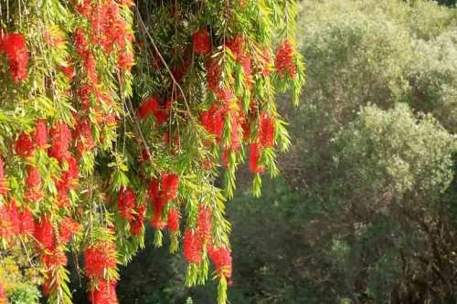 TREES - WEEPING BOTTLE BRUSH /  Calistemon viminalis - 50 SEEDS