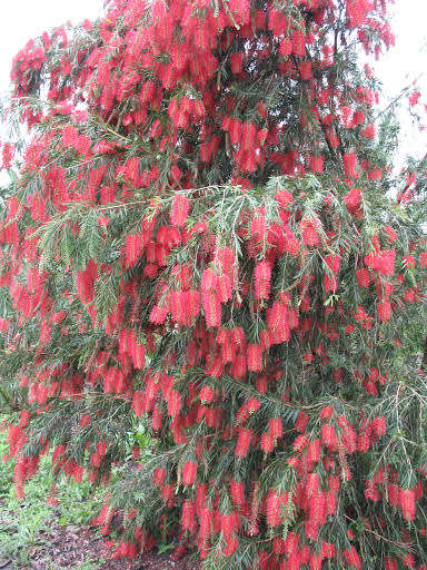 TREES - WEEPING BOTTLE BRUSH /  Calistemon viminalis - 50 SEEDS