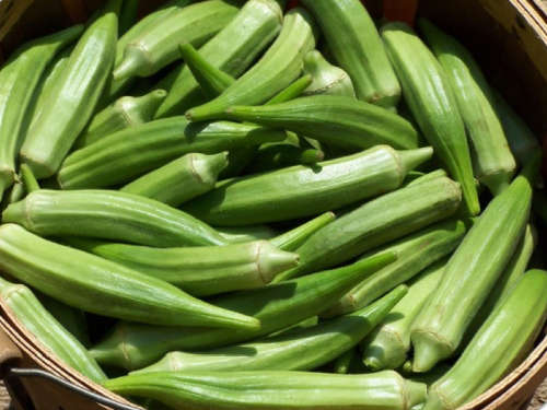 OKRA   `CLEMSON SPINELESS`  -   10 SEEDS