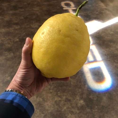 LEMON - LEMON TREE - 10 seeds - PONDEROSA GIANT LEMON