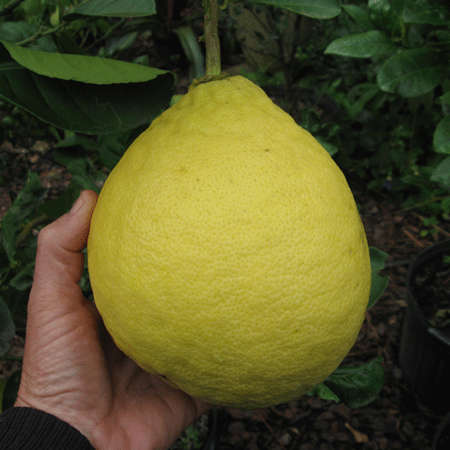 LEMON - LEMON TREE - 10 seeds - PONDEROSA GIANT LEMON