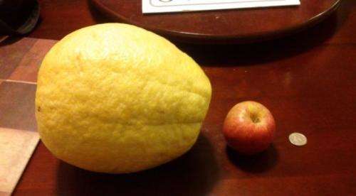 LEMON - LEMON TREE - 10 seeds - PONDEROSA GIANT LEMON