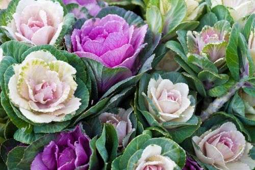 FLOWERING KALE -  10 SEEDS - MIX PACK