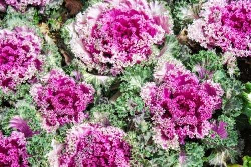 FLOWERING KALE -  10 SEEDS - MIX PACK