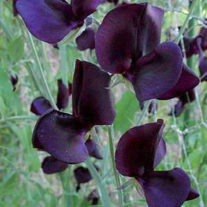 BLACK SWEET PEA  -  Lathyrus odoratus - 10 SEEDS