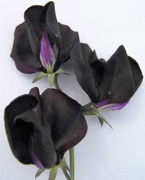 BLACK SWEET PEA  -  Lathyrus odoratus - 10 SEEDS