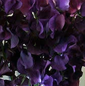 BLACK SWEET PEA  -  Lathyrus odoratus - 10 SEEDS