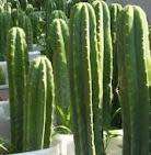 PSYCHOACTIVE - SAN PERDO CACTUS CUTTING (Echinopsis pachanoi) - 15CM