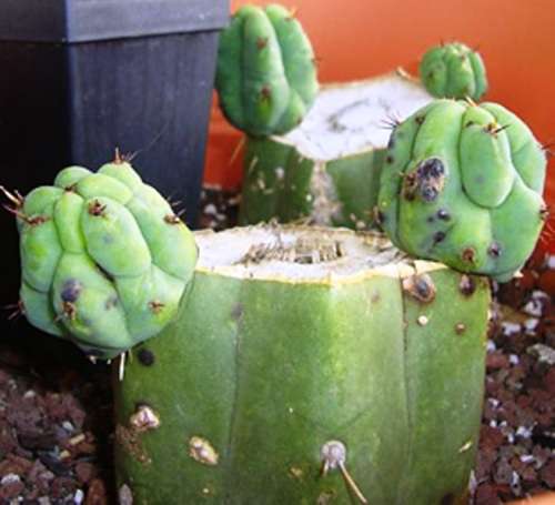 PSYCHOACTIVE - SAN PERDO CACTUS CUTTING (Echinopsis pachanoi) - 15CM