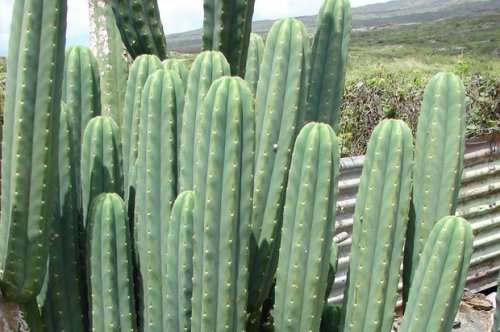 PSYCHOACTIVE - SAN PERDO CACTUS CUTTING (Echinopsis pachanoi) - 15CM