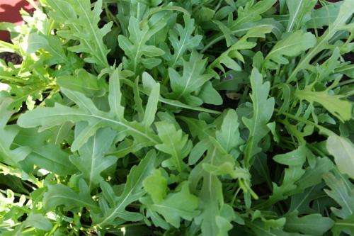 HERBS - ROCKET / ARUGULA  - 50 SEEDS - culinary, edible flowers, medicinal