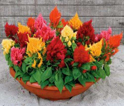 FLOWERS - CELOSIA PAMPAS PLUME MIX COLOURS - 20 SEEDS