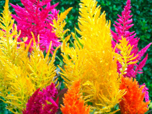 FLOWERS - CELOSIA PAMPAS PLUME MIX COLOURS - 20 SEEDS