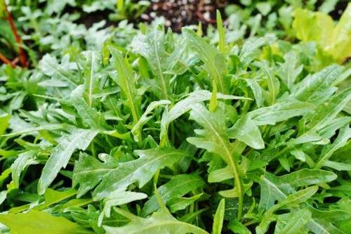 HERBS  - ARUGULA - (20 SEEDS)