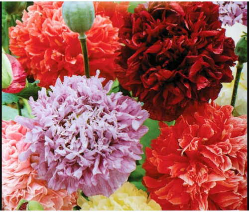 Paeony Poppy Double Flower Colour Mix - 30 Seeds  -  Psychoactive