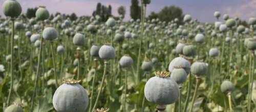 Paeony Poppy Double Flower Colour Mix - 30 Seeds  -  Psychoactive