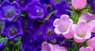 FLOWERS -  CAMPANULA KLOKKIES / CANTERBURY BELLS  MIX COLORS - 30 SEEDS