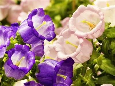 FLOWERS -  CAMPANULA KLOKKIES / CANTERBURY BELLS  MIX COLORS - 30 SEEDS