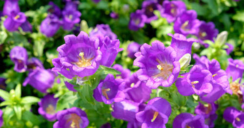 FLOWERS -  CAMPANULA KLOKKIES / CANTERBURY BELLS  MIX COLORS - 30 SEEDS