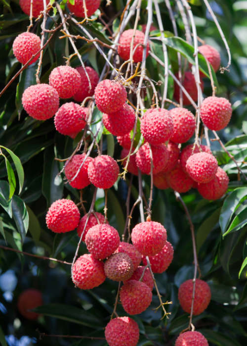 LYCHEE  "SweetHeart"   10 SEEDS -  Litchi Chinensis