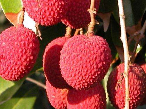 LYCHEE  "SweetHeart"   10 SEEDS -  Litchi Chinensis