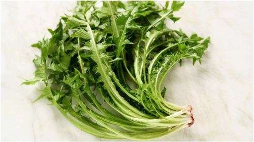 LACTUCA VIROSA /WILD OPIUM LETTUCE - 20 SEEDS - HEALING HERBS