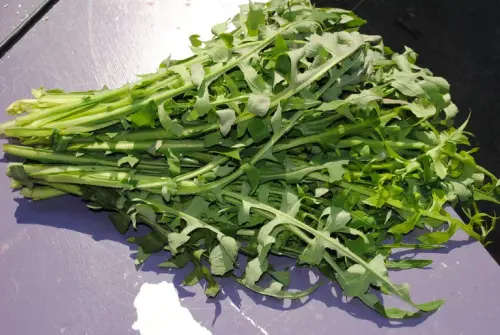 LACTUCA VIROSA /WILD OPIUM LETTUCE - 20 SEEDS - HEALING HERBS