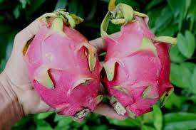 DRAGONFRUIT / PITAYA /   - 20 Seeds  -  hylocereus Undatus " PINK & WHITE