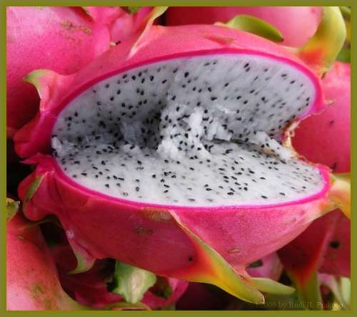 DRAGONFRUIT / PITAYA /   - 20 Seeds  -  hylocereus Undatus " PINK & WHITE