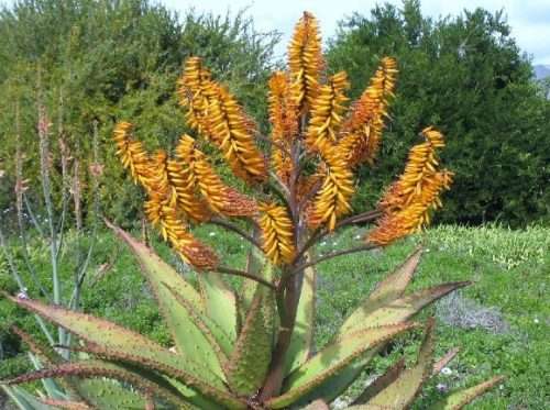 ALOE MARLOTHII    - 20 SEEDS