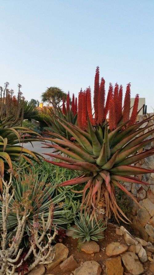 ALOE FEROX CANDELABRUM   - 20 SEEDS