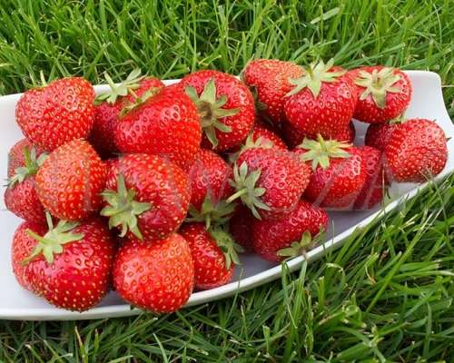 BERRIES - STRAWBERRY `CHRISTINE`  Early-season strawberry   30 SEEDS