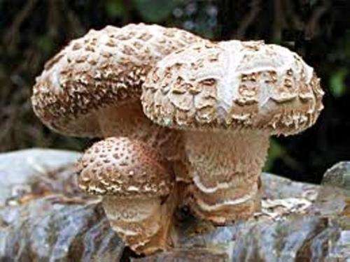 MUSHROOMS -  SHIITAKE MUSHROOM SPORES