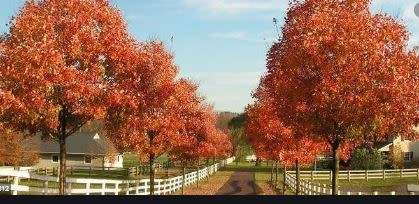 CANADIAN SUGAR MAPLE Tree -   10 Seeds