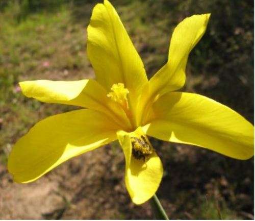MORAEA LONGISTYLA - 30 SEEDS