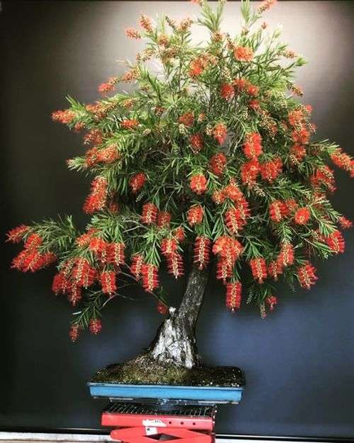 SEEDS FOR BONSAI RED WEEPING BOTTLE BRUSH  - 20 SEEDS