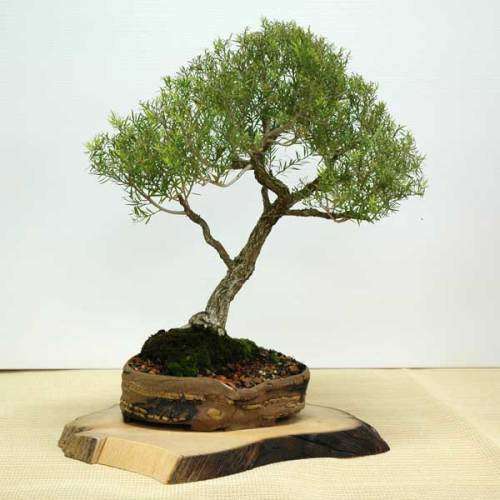 SEEDS FOR BONSAI  TEA TREE  - 30 SEEDS