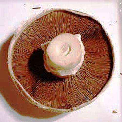 MUSHROOMS -  BROWN MUSHROOM SPORES