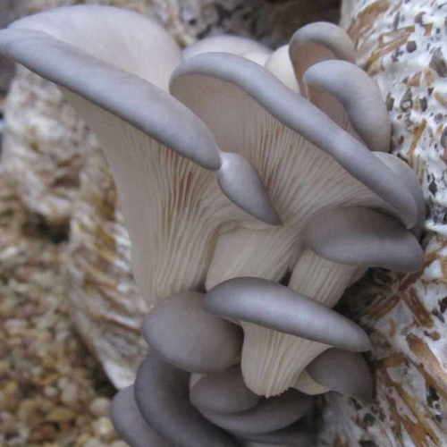 MUSHROOMS -  BLUE OYSTER MUSHROOM SPORES