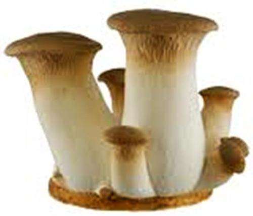 MUSHROOMS -  KING OYSTER MUSHROOM SPORES